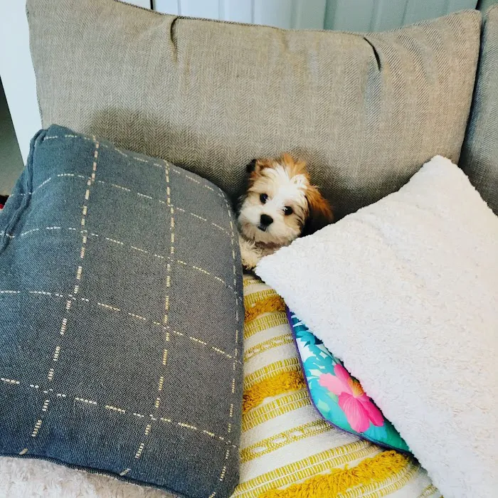 Your New Puppy Picture 4