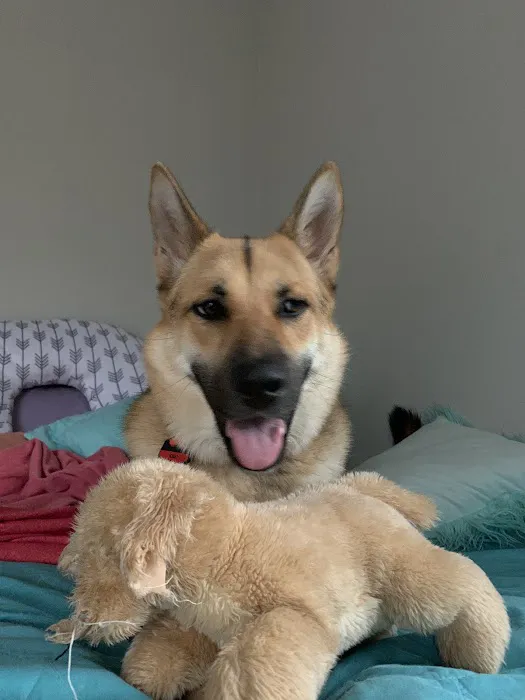 Your New Puppy Picture 9