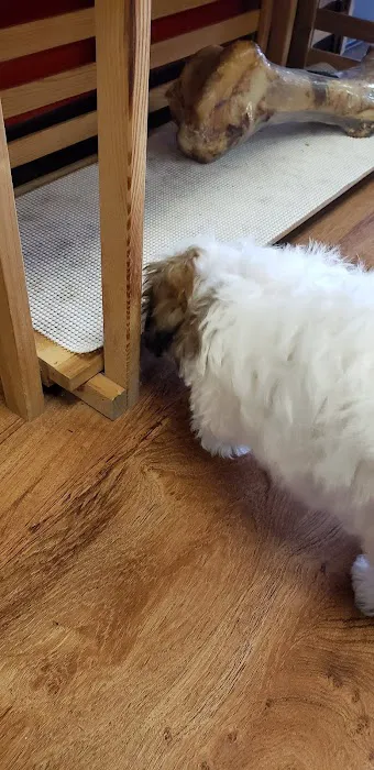 Your New Puppy Picture 5