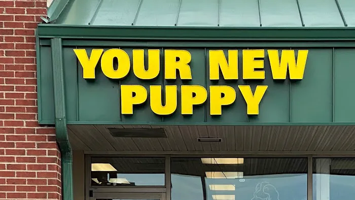 Your New Puppy Picture 3