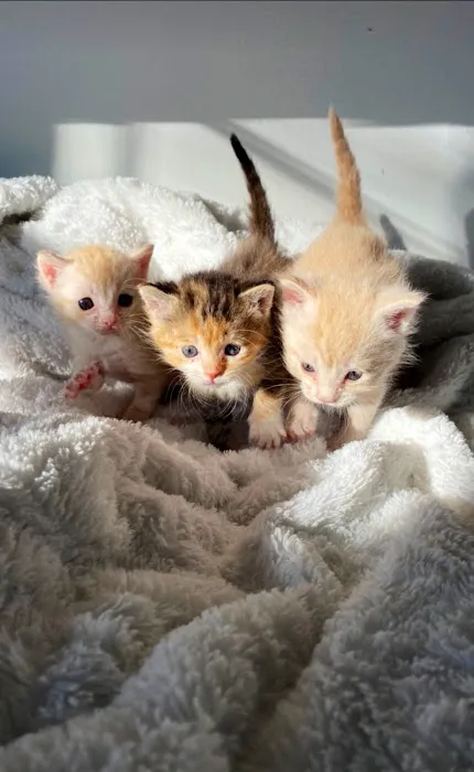 West Chester Veterinary Center Picture 2