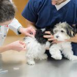 West Chester Veterinary Center