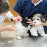 West Chester Veterinary Center ico