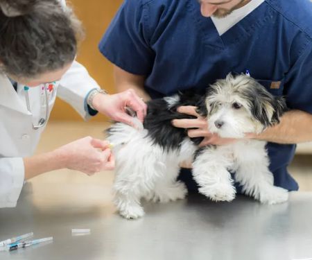 West Chester Veterinary Center