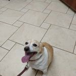 Pfister Animal Hospital