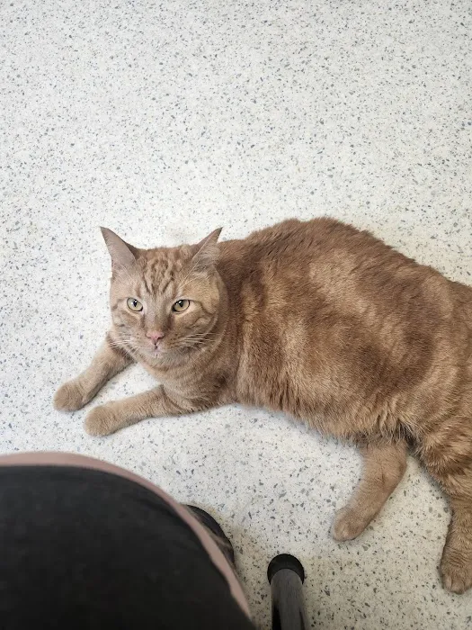AcutePet Urgent Care Picture 5