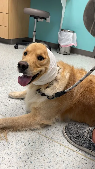 AcutePet Urgent Care Picture 7