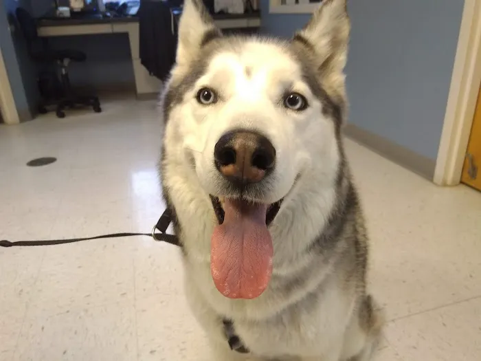 West Chester Veterinary Care (WCVC) Picture 4