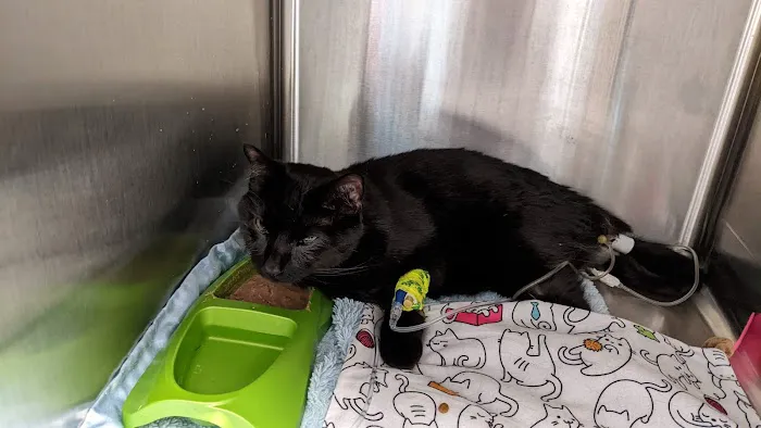 West Chester Veterinary Care (WCVC) Picture 9