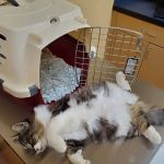 Noah's Ark Animal Clinic of Springdale