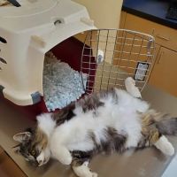 Noah's Ark Animal Clinic of Springdale ico