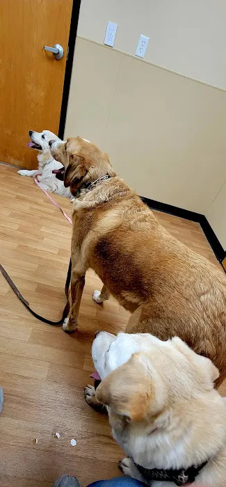 Noah's Ark Animal Clinic of Springdale Picture 6
