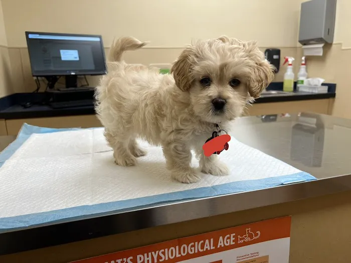 Noah's Ark Animal Clinic of Springdale Picture 3