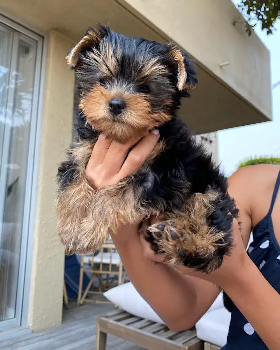 Lukyyorki Picture 2