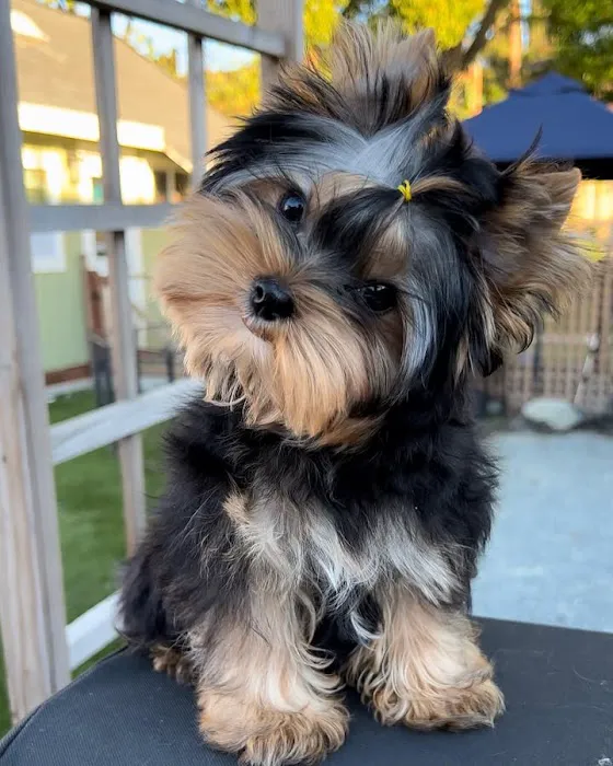 Lukyyorki Picture 1