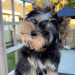 Lukyyorki