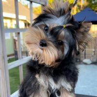 Lukyyorki ico