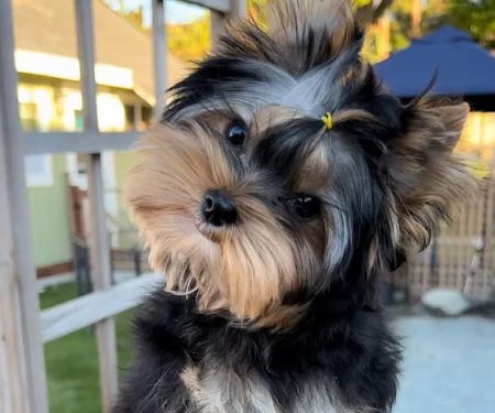 Lukyyorki