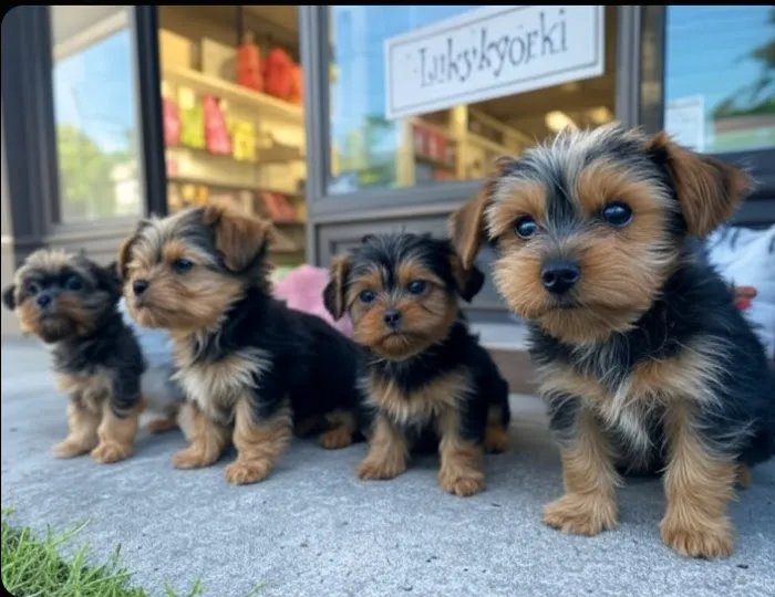 Lukyyorki Picture 10