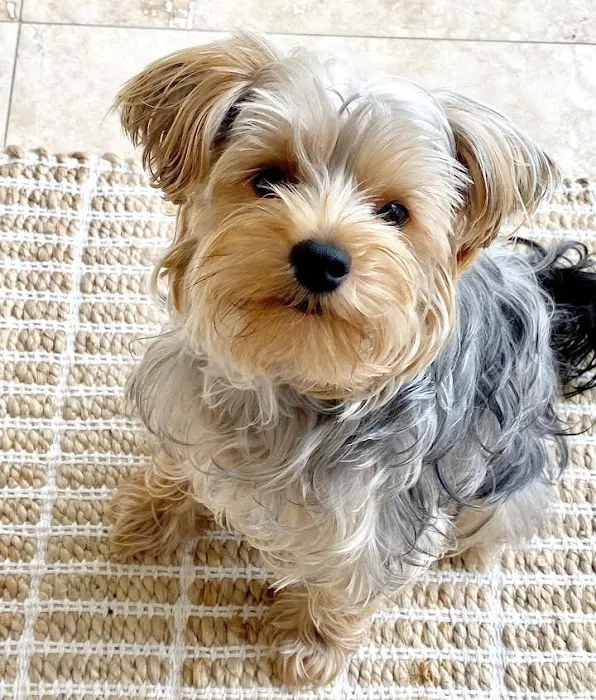 Lukyyorki Picture 6