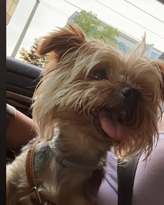 Lukyyorki Picture 5
