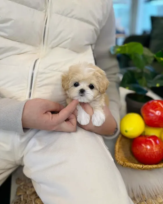Pet Stores Picture 2