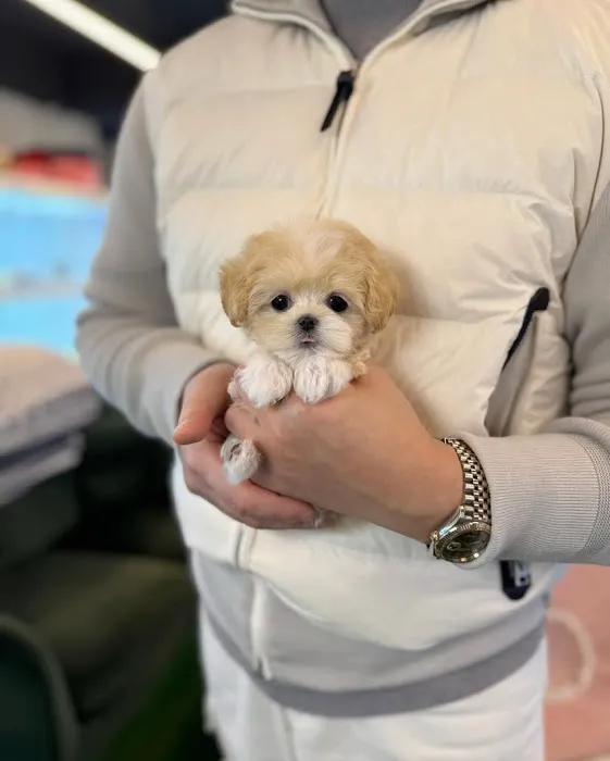 Pet Stores Picture 7