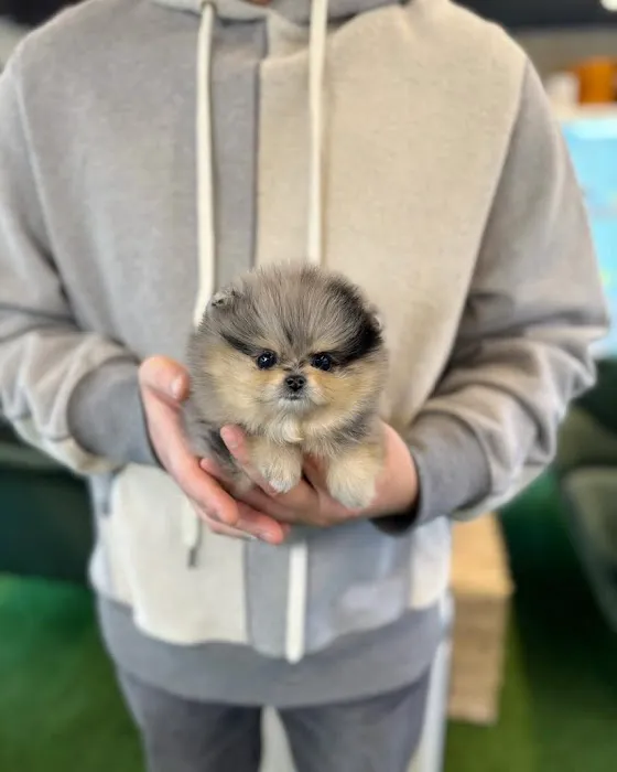 Pet Stores Picture 10