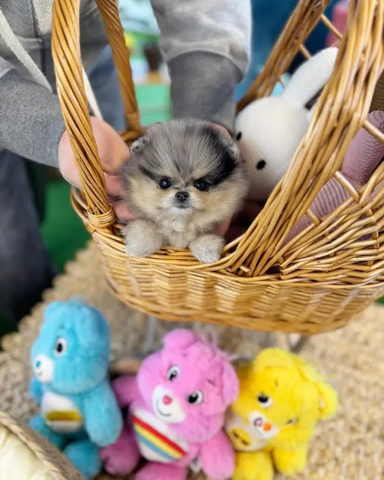 Pet Stores Picture 6