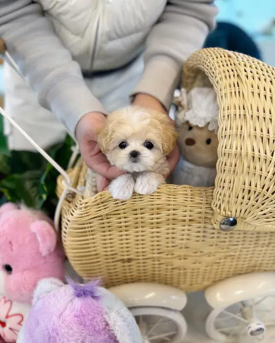 Pet Stores Picture 8
