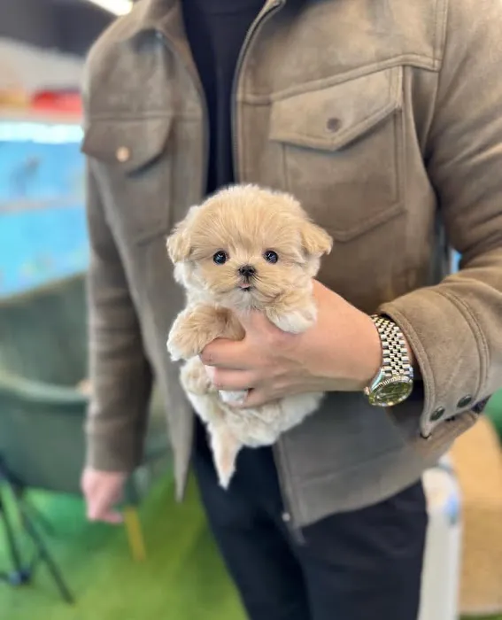 Pet Stores Picture 1