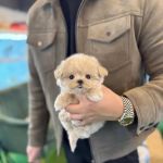 Pet Stores