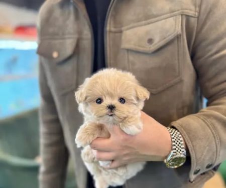 Pet Stores