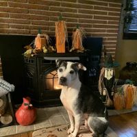Albany Veterinary Clinic Inc. ico