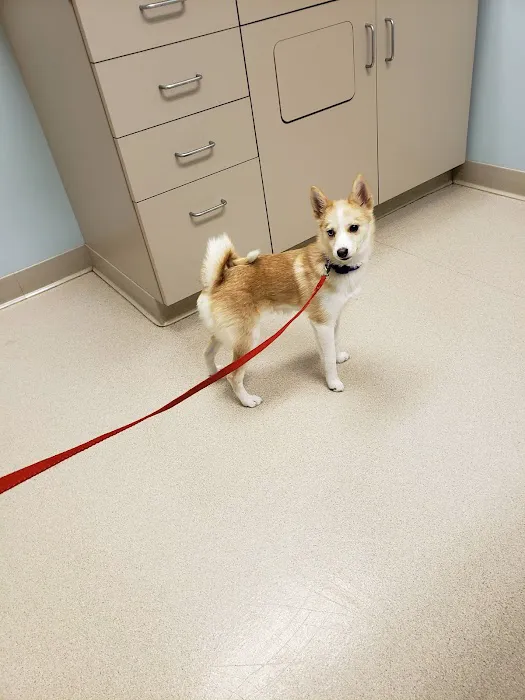 Albany Veterinary Clinic Inc. Picture 3