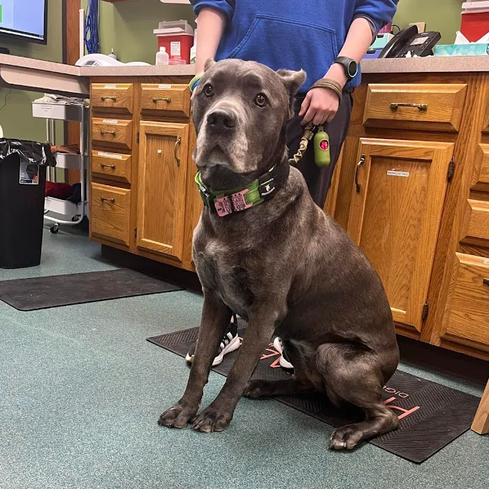 Noah's Caring Hands Animal Hospital at Geist Picture 6