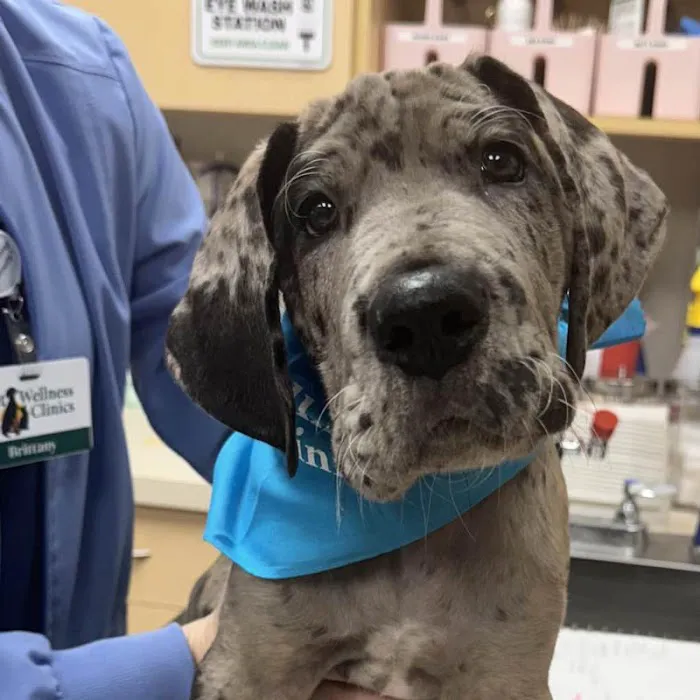 Geist Pet Wellness Clinic Picture 5