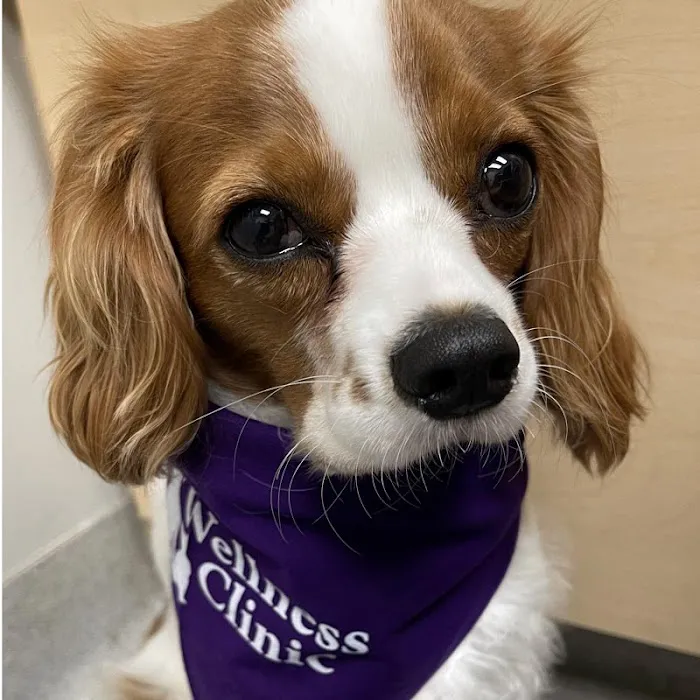 Geist Pet Wellness Clinic Picture 7