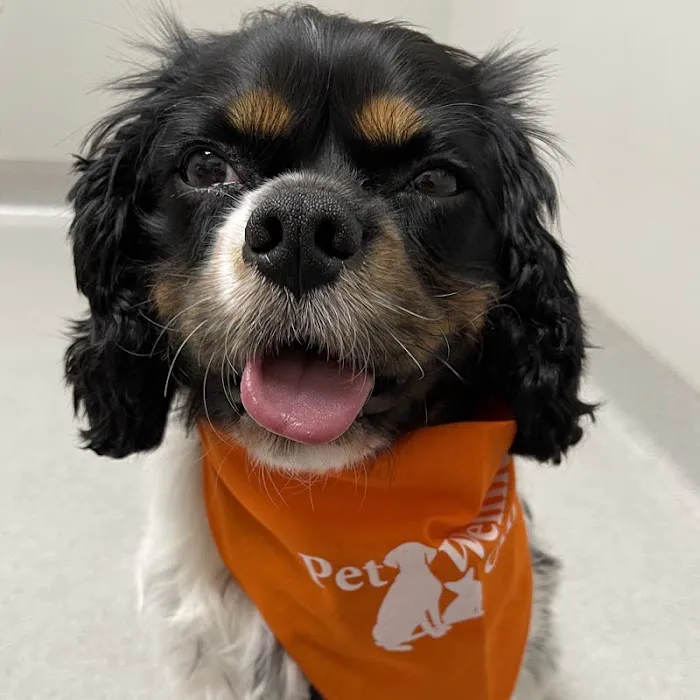 Geist Pet Wellness Clinic Picture 2