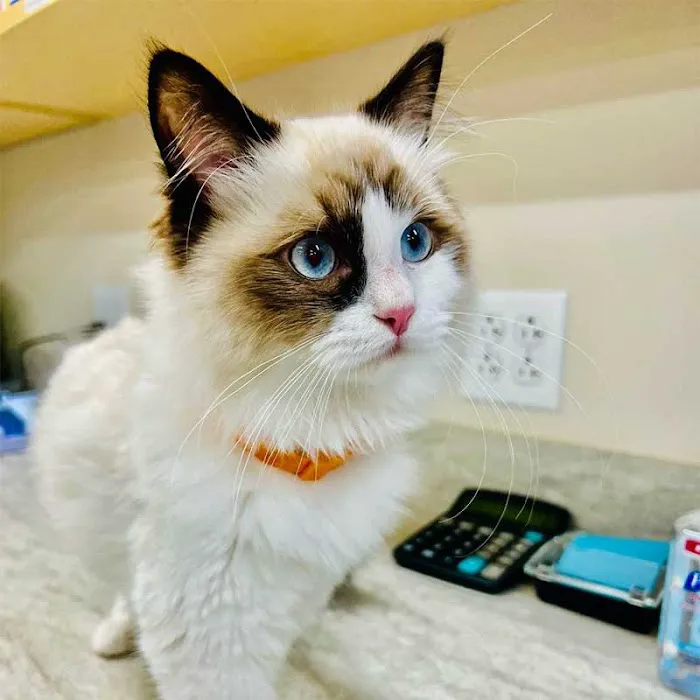Avalon Pet Wellness Clinic Picture 1