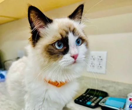 Avalon Pet Wellness Clinic