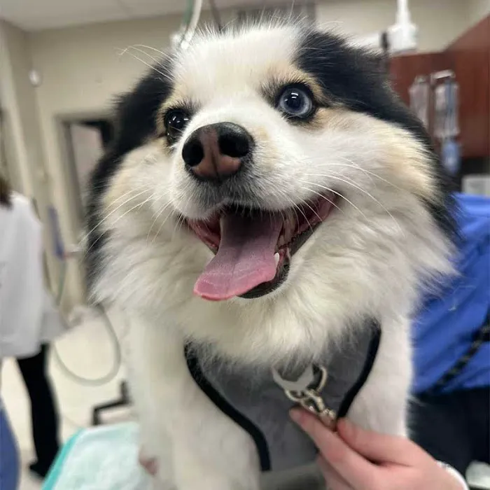 Avalon Pet Wellness Clinic Picture 3