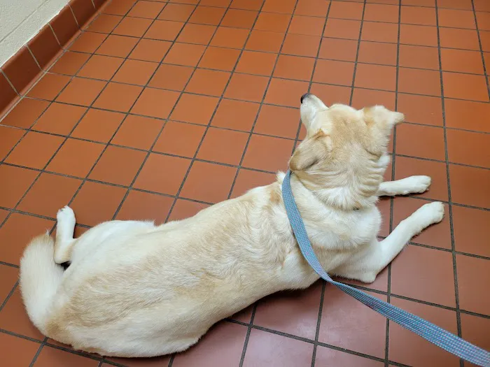 Avalon Pet Wellness Clinic Picture 5