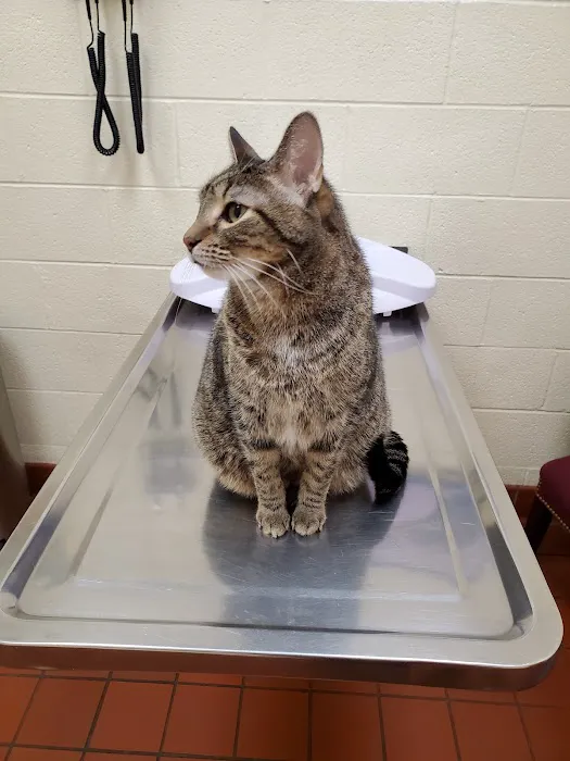 Avalon Pet Wellness Clinic Picture 7
