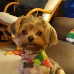 Windermere Animal Hospital