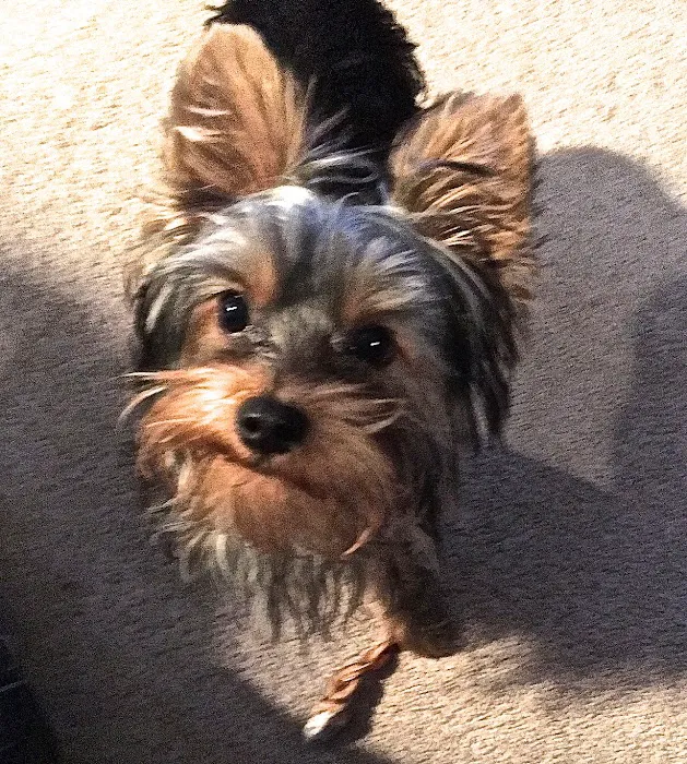 Windermere Animal Hospital Picture 5