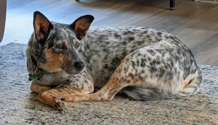 Windermere Animal Hospital Picture 8