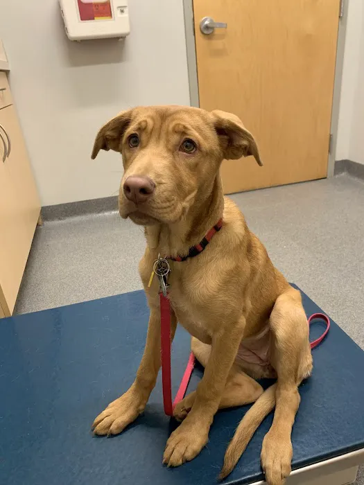 Binford Pet Wellness Clinic Picture 4