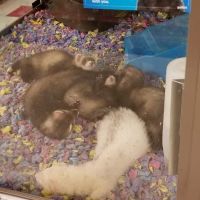 Petco ico