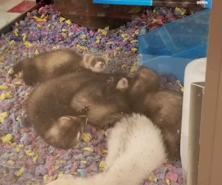 Petco
